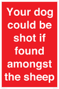 PV12026: Your dog could be shot if found amongst the sheep