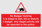 PV16935: No Badger Hunting It is illegal
