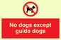 PV47: no dogs except guide dogs