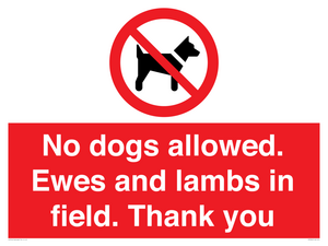 PV7264: No dogs allowed. Ewes and lambs in field. Thank you