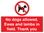 PV7264: No dogs allowed. Ewes and lambs in field. Thank you