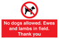 PV7264: No dogs allowed. Ewes and lambs in field. Thank you