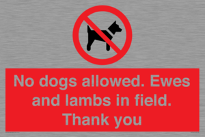 PV7264: No dogs allowed. Ewes and lambs in field. Thank you