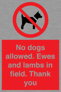 PV7264: No dogs allowed. Ewes and lambs in field. Thank you
