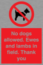 PV7264: No dogs allowed. Ewes and lambs in field. Thank you