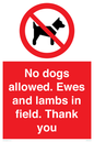PV7264: No dogs allowed. Ewes and lambs in field. Thank you