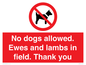 PV7264: No dogs allowed. Ewes and lambs in field. Thank you