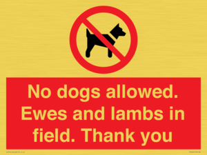 PV7264: No dogs allowed. Ewes and lambs in field. Thank you