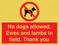 PV7264: No dogs allowed. Ewes and lambs in field. Thank you