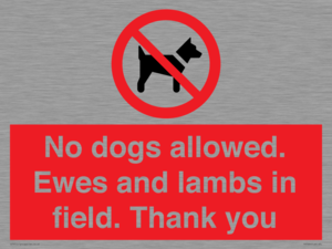 PV7264: No dogs allowed. Ewes and lambs in field. Thank you