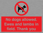 PV7264: No dogs allowed. Ewes and lambs in field. Thank you