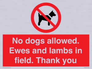 PV7264: No dogs allowed. Ewes and lambs in field. Thank you