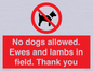 PV7264: No dogs allowed. Ewes and lambs in field. Thank you
