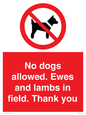 PV7264: No dogs allowed. Ewes and lambs in field. Thank you