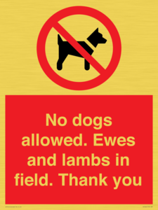 PV7264: No dogs allowed. Ewes and lambs in field. Thank you