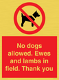 PV7264: No dogs allowed. Ewes and lambs in field. Thank you
