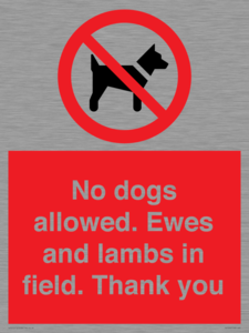 PV7264: No dogs allowed. Ewes and lambs in field. Thank you