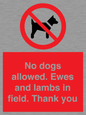 PV7264: No dogs allowed. Ewes and lambs in field. Thank you