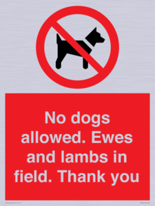 PV7264: No dogs allowed. Ewes and lambs in field. Thank you