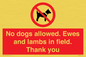 PV7264: No dogs allowed. Ewes and lambs in field. Thank you