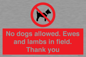 PV7264: No dogs allowed. Ewes and lambs in field. Thank you