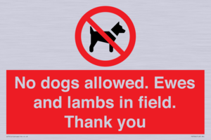 PV7264: No dogs allowed. Ewes and lambs in field. Thank you