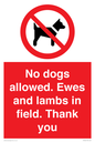 PV7264: No dogs allowed. Ewes and lambs in field. Thank you