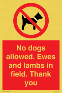 PV7264: No dogs allowed. Ewes and lambs in field. Thank you