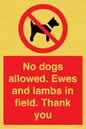 PV7264: No dogs allowed. Ewes and lambs in field. Thank you