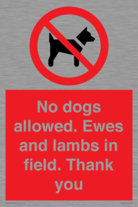 PV7264: No dogs allowed. Ewes and lambs in field. Thank you