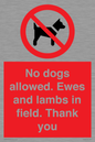 PV7264: No dogs allowed. Ewes and lambs in field. Thank you