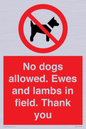 PV7264: No dogs allowed. Ewes and lambs in field. Thank you