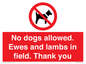 PV7264: No dogs allowed. Ewes and lambs in field. Thank you