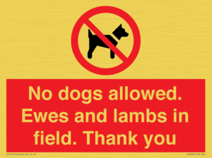 PV7264: No dogs allowed. Ewes and lambs in field. Thank you