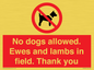PV7264: No dogs allowed. Ewes and lambs in field. Thank you