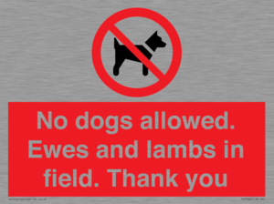 PV7264: No dogs allowed. Ewes and lambs in field. Thank you