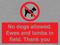 PV7264: No dogs allowed. Ewes and lambs in field. Thank you