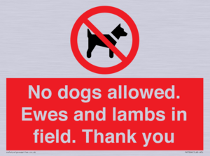 PV7264: No dogs allowed. Ewes and lambs in field. Thank you