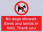 PV7264: No dogs allowed. Ewes and lambs in field. Thank you