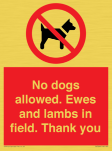 PV7264: No dogs allowed. Ewes and lambs in field. Thank you