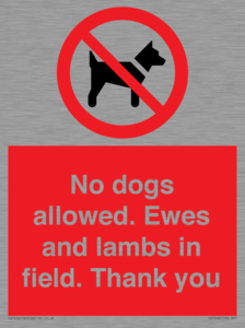 PV7264: No dogs allowed. Ewes and lambs in field. Thank you