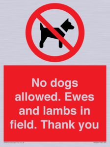 PV7264: No dogs allowed. Ewes and lambs in field. Thank you