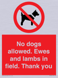 PV7264: No dogs allowed. Ewes and lambs in field. Thank you