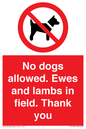 PV7264: No dogs allowed. Ewes and lambs in field. Thank you