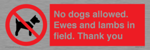 PV7264: No dogs allowed. Ewes and lambs in field. Thank you