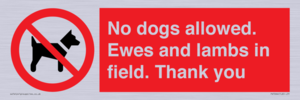 PV7264: No dogs allowed. Ewes and lambs in field. Thank you