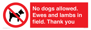 PV7264: No dogs allowed. Ewes and lambs in field. Thank you