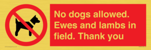 PV7264: No dogs allowed. Ewes and lambs in field. Thank you