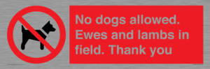 PV7264: No dogs allowed. Ewes and lambs in field. Thank you