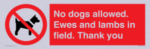 PV7264: No dogs allowed. Ewes and lambs in field. Thank you